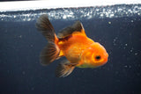 Juvenile Thai Oranda  Red Black 4 Inch (ID#1004To13bPT4-92) Free2Day SHIPPING