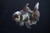 Thai Oranda  Panda 4.5 Inch (ID#924R12c-99) Free2Day SHIPPING