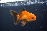 Juvenile Thai Oranda  Red Black 4 Inch (ID#1004To13bPT4-92) Free2Day SHIPPING