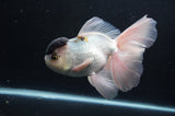 Thai Oranda  Panda 6.5 Inch (ID#404T6c-112)