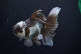 Thai Oranda  Panda 4.5 Inch (ID#924R12c-99) Free2Day SHIPPING