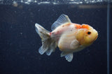 Yuan Bao Oranda  Calico 4 Inch (ID#1224Yb10b-59) Free2Day SHIPPING