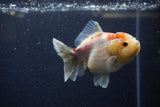 Yuan Bao Oranda  Calico 4 Inch (ID#1224Yb10b-59) Free2Day SHIPPING