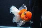 Giant Thai Oranda  Calico 7.5 Inch (ID#1231To13a-106)