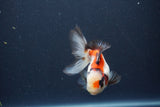 Juvenile Thai Oranda  Tricolor 4 Inch (ID#1015To13b-81) Free2Day SHIPPING