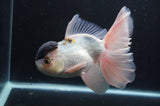 Thai Oranda  Panda 6.5 Inch (ID#404T6c-112)