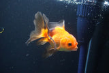 Juvenile Thai Oranda  Red Black 4 Inch (ID#1004To13b-92) Free2Day SHIPPING