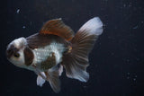 Thai Oranda  Panda 4.5 Inch (ID#924R12c-99) Free2Day SHIPPING