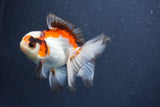 Juvenile Thai Oranda  Tricolor 4 Inch (ID#1015To13b-81) Free2Day SHIPPING