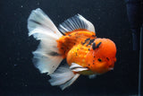 Giant Thai Oranda  Calico 7.5 Inch (ID#1231To13a-106)