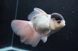 Thai Oranda  Panda 6.5 Inch (ID#404T6c-112)