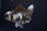 Thai Oranda  Panda 4.5 Inch (ID#924R12c-99) Free2Day SHIPPING