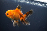 Juvenile Thai Oranda  Red Black 4 Inch (ID#1004To13bPT4-92) Free2Day SHIPPING