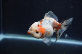 Yuan Bao Oranda  Calico 4 Inch (ID#1224Yb10b-60) Free2Day SHIPPING