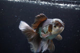 Thai Oranda  Panda 4.5 Inch (ID#924R12c-99) Free2Day SHIPPING