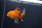 Juvenile Thai Oranda  Red Black 4 Inch (ID#1004To13b-92) Free2Day SHIPPING