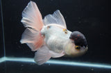 Thai Oranda  Panda 6.5 Inch (ID#404T6c-112)