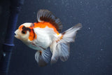 Juvenile Thai Oranda  Tricolor 4 Inch (ID#1015To13b-81) Free2Day SHIPPING