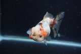 Yuan Bao Oranda  Calico 4 Inch (ID#1224Yb10b-60) Free2Day SHIPPING