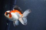 Juvenile Thai Oranda  Tricolor 4 Inch (ID#1015To13b-81) Free2Day SHIPPING