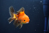 Juvenile Thai Oranda  Red Black 4 Inch (ID#1004To13bPT4-92) Free2Day SHIPPING