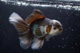 Thai Oranda  Panda 4.5 Inch (ID#924R12c-99) Free2Day SHIPPING