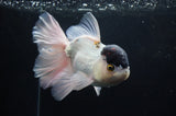 Thai Oranda  Panda 6.5 Inch (ID#404T6c-112)