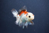 Juvenile Thai Oranda  Tricolor 4 Inch (ID#1015To13b-81) Free2Day SHIPPING