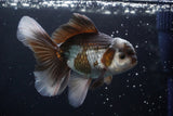 Thai Oranda  Panda 4.5 Inch (ID#924R12c-99) Free2Day SHIPPING