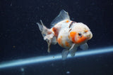 Yuan Bao Oranda  Calico 4 Inch (ID#1224Yb10b-60) Free2Day SHIPPING