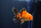 Juvenile Thai Oranda  Red Black 4 Inch (ID#1004To13b-92) Free2Day SHIPPING