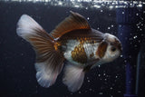 Thai Oranda  Panda 4.5 Inch (ID#924R12c-99) Free2Day SHIPPING