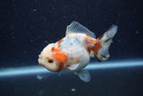 Yuan Bao Oranda  Calico 4 Inch (ID#1224Yb10b-60) Free2Day SHIPPING