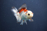 Juvenile Thai Oranda  Tricolor 4 Inch (ID#1015To13b-81) Free2Day SHIPPING