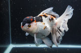 Thai Oranda  Tricolor 6.5 Inch (ID#404T6c-113)