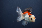 Juvenile Thai Oranda  Tricolor 4 Inch (ID#1015To13b-81) Free2Day SHIPPING