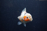 Yuan Bao Oranda  Calico 4 Inch (ID#1224Yb10b-60) Free2Day SHIPPING