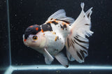 Thai Oranda  Tricolor 6.5 Inch (ID#404T6c-113)