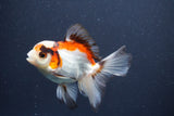 Juvenile Thai Oranda  Tricolor 4 Inch (ID#1015To13b-81) Free2Day SHIPPING