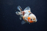 Yuan Bao Oranda  Calico 4 Inch (ID#1224Yb10b-60) Free2Day SHIPPING