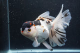 Thai Oranda  Tricolor 6.5 Inch (ID#404T6c-113)