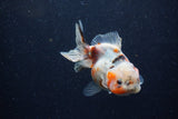 Yuan Bao Oranda  Calico 4 Inch (ID#1224Yb10b-60) Free2Day SHIPPING