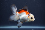 Juvenile Thai Oranda  Tricolor 4 Inch (ID#1015To13b-81) Free2Day SHIPPING