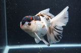 Thai Oranda  Tricolor 6.5 Inch (ID#404T6c-113)