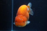 Jumbo Lionchu  Red White 5 Inch (ID#1227R12a-17)