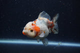 Yuan Bao Oranda  Calico 4 Inch (ID#1224Yb10b-60) Free2Day SHIPPING