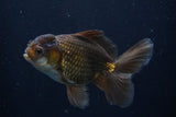 Thai Oranda  Panda 5 Inch (ID#924R12c-100) Free2Day SHIPPING