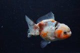 Yuan Bao Oranda  Calico 4 Inch (ID#1224Yb10b-60) Free2Day SHIPPING