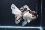 Thai Oranda  Tricolor 6.5 Inch (ID#404T6c-113)