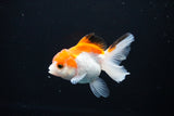 Juvenile Thai Oranda  Red White 3 Inch (ID#1108To13b-82) Free2Day SHIPPING